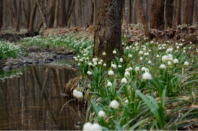 Protection of the summer snowflake (Leucojum aestivum L.) habitats, improvement of their condition and establishing practices for its steady use in the Plovdiv region,